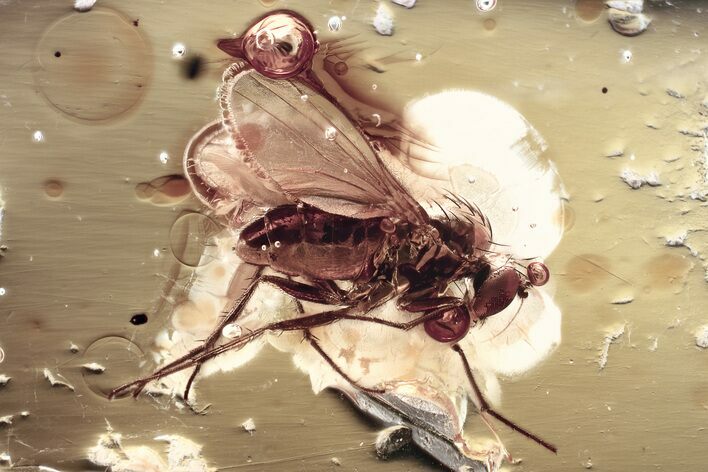 Detailed Fossil Long-Legged Fly (Dolichopodidae) in Baltic Amber #372608